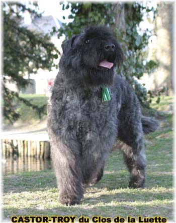 bouvier des flandres du clos de la luette - copyright déposé